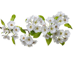  blossoms isolated on white
