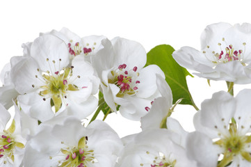 Fototapeta na wymiar blossoms isolated on white