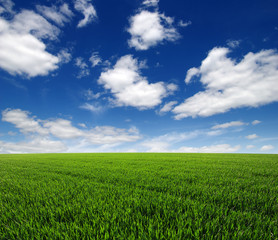 Fototapeta premium field and sky