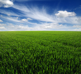  field and sky