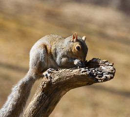 Eating squirrel