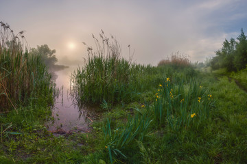 Morning landscape with fog iris flowers