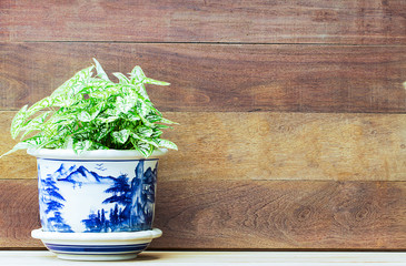 Fresh foliage in blue porcelain flower pot on wooden background