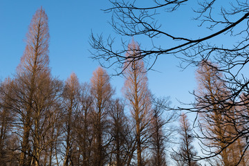leafless winter trees