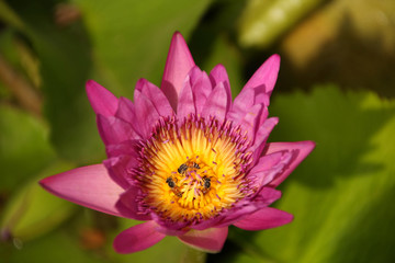 Obraz premium Purple water lily with bee in pollen, selective focus.