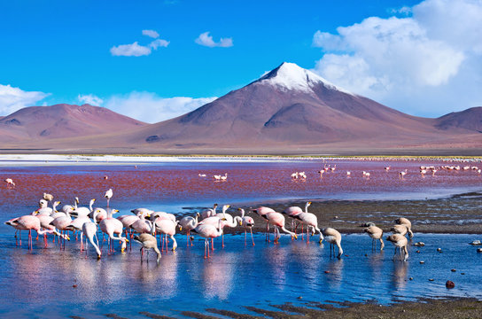 Flamingoes in Laguna Colorada ,  Bolivia