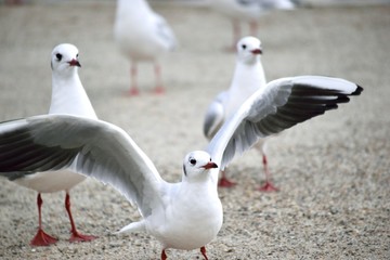翼を広げて