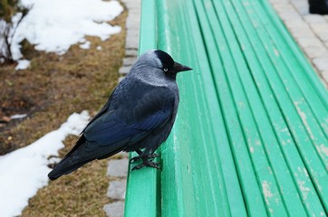 Галка на зеленой скамейке 