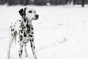 Dalmatiner im Schnee / Hund im Schnee