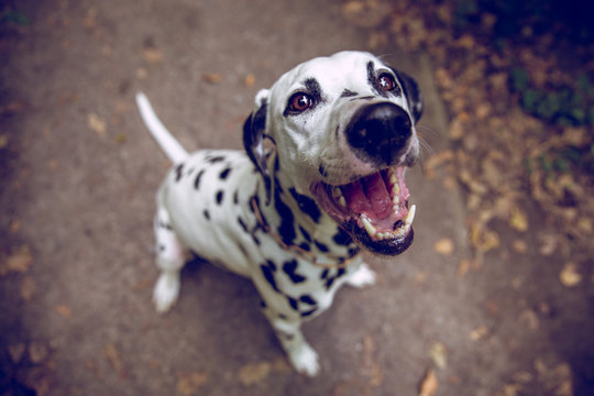 Dalmatiner bellt / Hund bellt