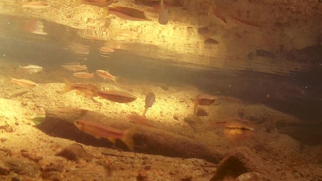 school of fish Striped rasbora (Rasbora daniconius) feed under the surface of the water , Sinharaja, Sri Lanka, South Asia
