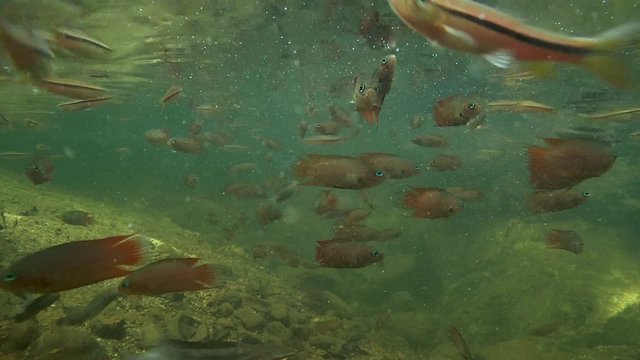 Striped rasbora (Rasbora daniconius), Walking catfish (Clarias brachysoma) and combtail (Belontia signata) - endemic to Sri Lanka, feed under the surface of the water, Sinharaja, 