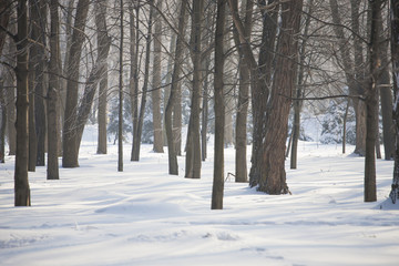 Forest in the snow.