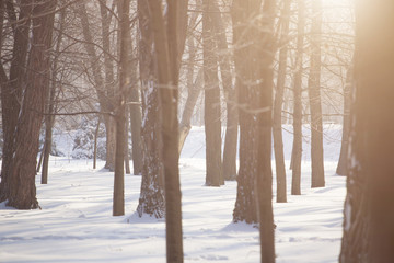 Forest in the snow.