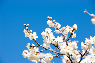 梅の花