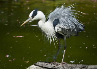 20080512_zoo_Bilderforum_038