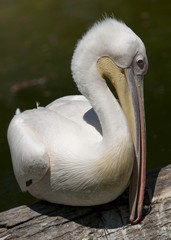 20080512_zoo_Bilderforum_039