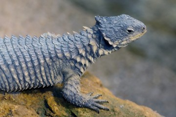 lizard, reptiles, animals