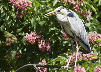 20080512_zoo_Bilderforum_068