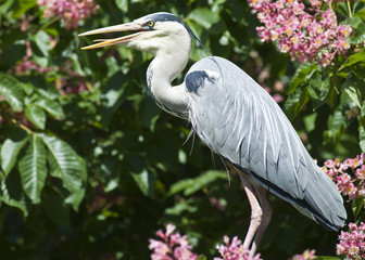 20080512_zoo_Bilderforum_071