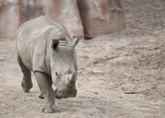 Fototapeta premium 20080725_zoo_Bilderforum_106