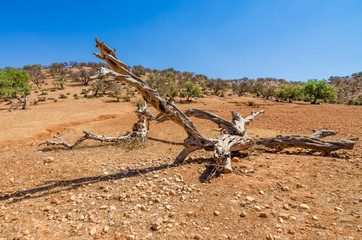 Old wooden branch on sand in desert