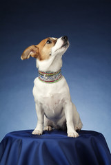 Jack russel terrier dog with precious collar