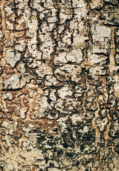Tree bark texture