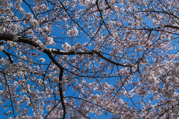 満開の桜