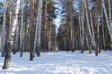 Fototapeta premium лес