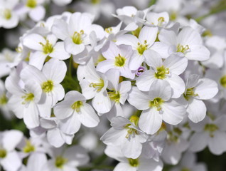 Closeup on the flowers of a Cardamine pratensis cuckooflower plant
