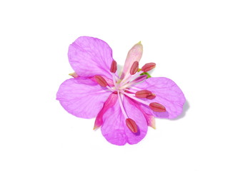 Pink flower of a rosebay willowherb on white background