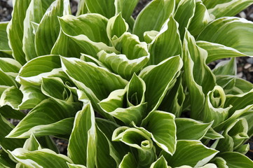 Obraz premium Green and white foliage of a hosta lily