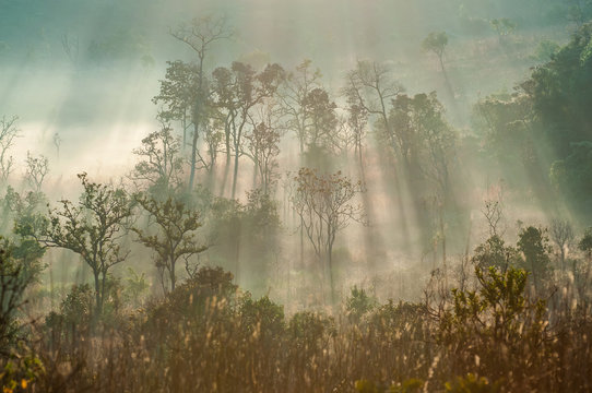 Fototapeta Morning in the autumn forest landscape