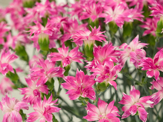 カーネーション