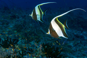 Moorish idol couple underwater in maldives