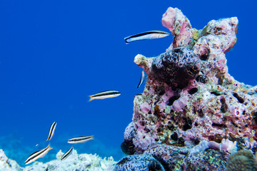 school of cleaner fish in maldives