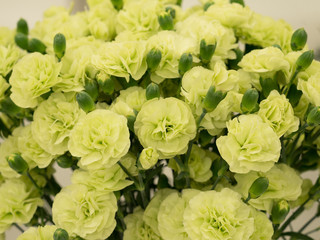 カーネーション