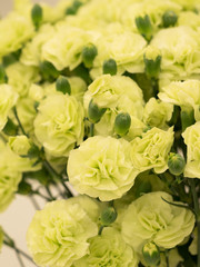 カーネーション