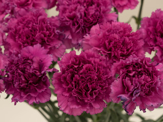 カーネーション