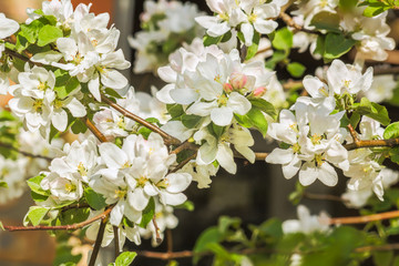 White delicate flowers of apple trees, macro