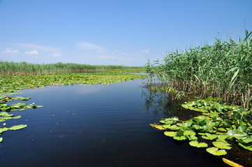 Fototapeta na wymiar Water channel, river in Danube delta, Romania