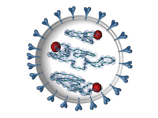 Hantavirus (Bunyaviridae)