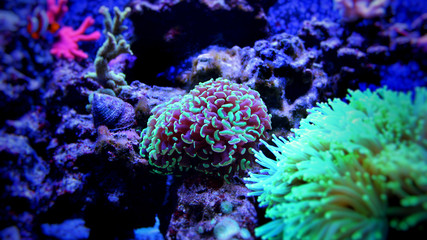 Fototapeta na wymiar Hammer Coral (Euphyllia ancora) 