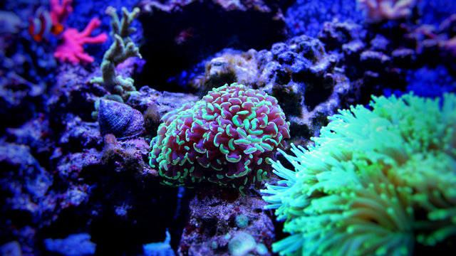 Hammer Coral (Euphyllia ancora) 