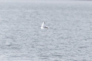 Fototapeta premium A seagull flying over the water