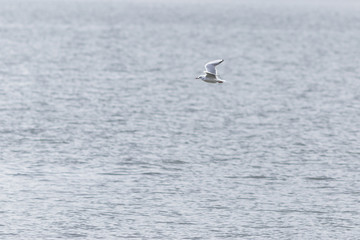 Fototapeta na wymiar A seagull flying over the water