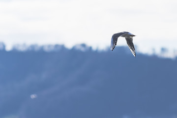 Fototapeta na wymiar flying seagull in the sky