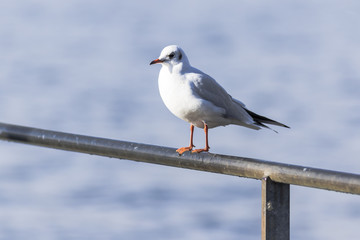Seagull standing on a metal railing