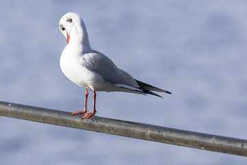 Seagull standing on a metal railing